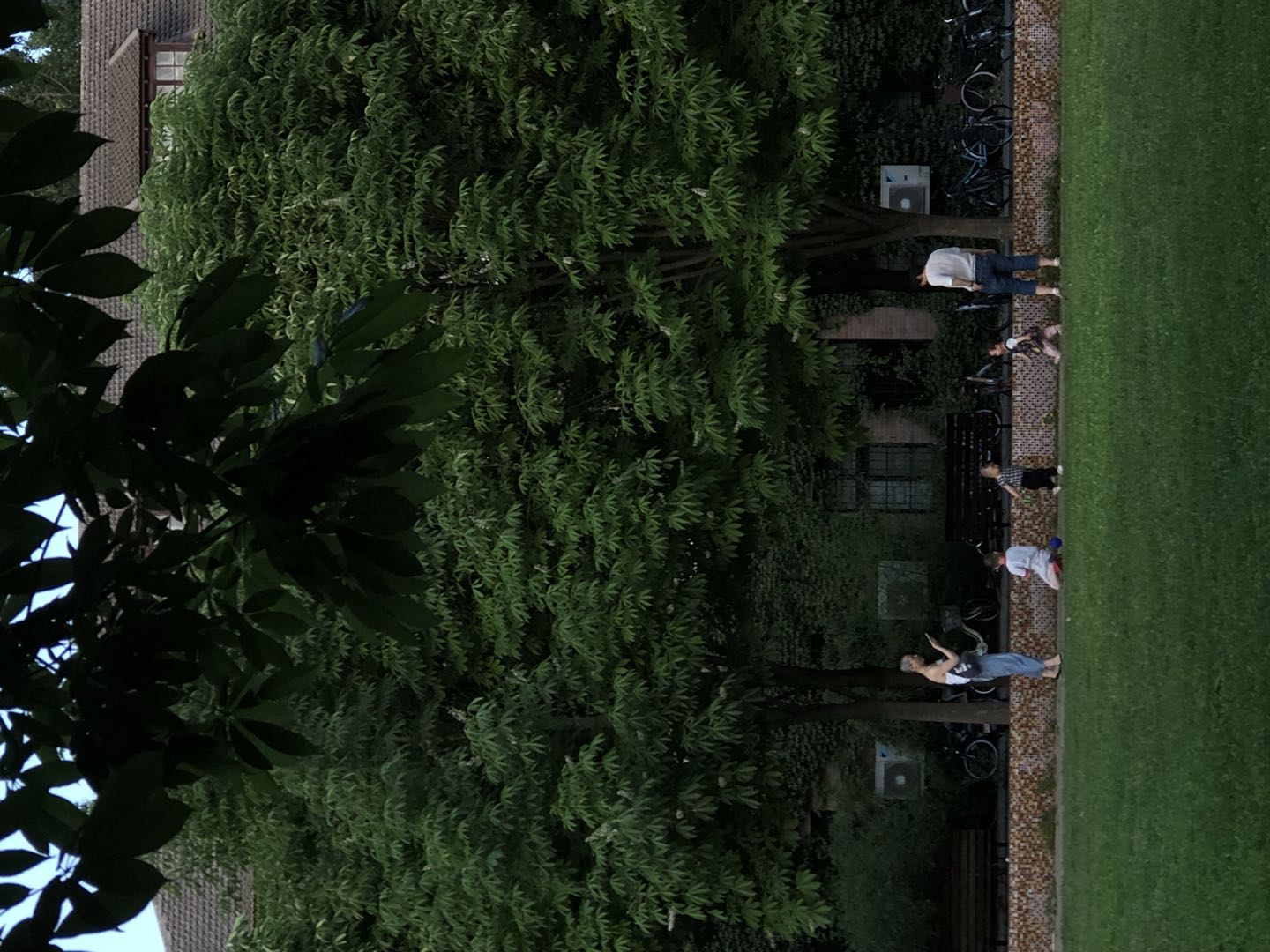 Parents and Kids on the Lawn in Tsinghua University, Beijing (2019)